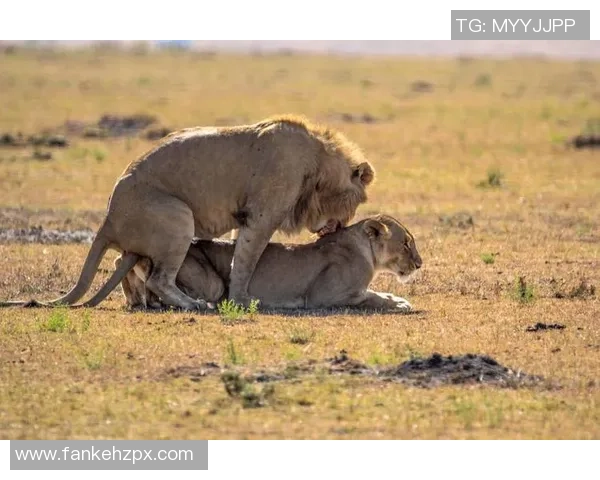 足球明星情感生活揭秘：那些风流韵事与浪漫故事的背后真相